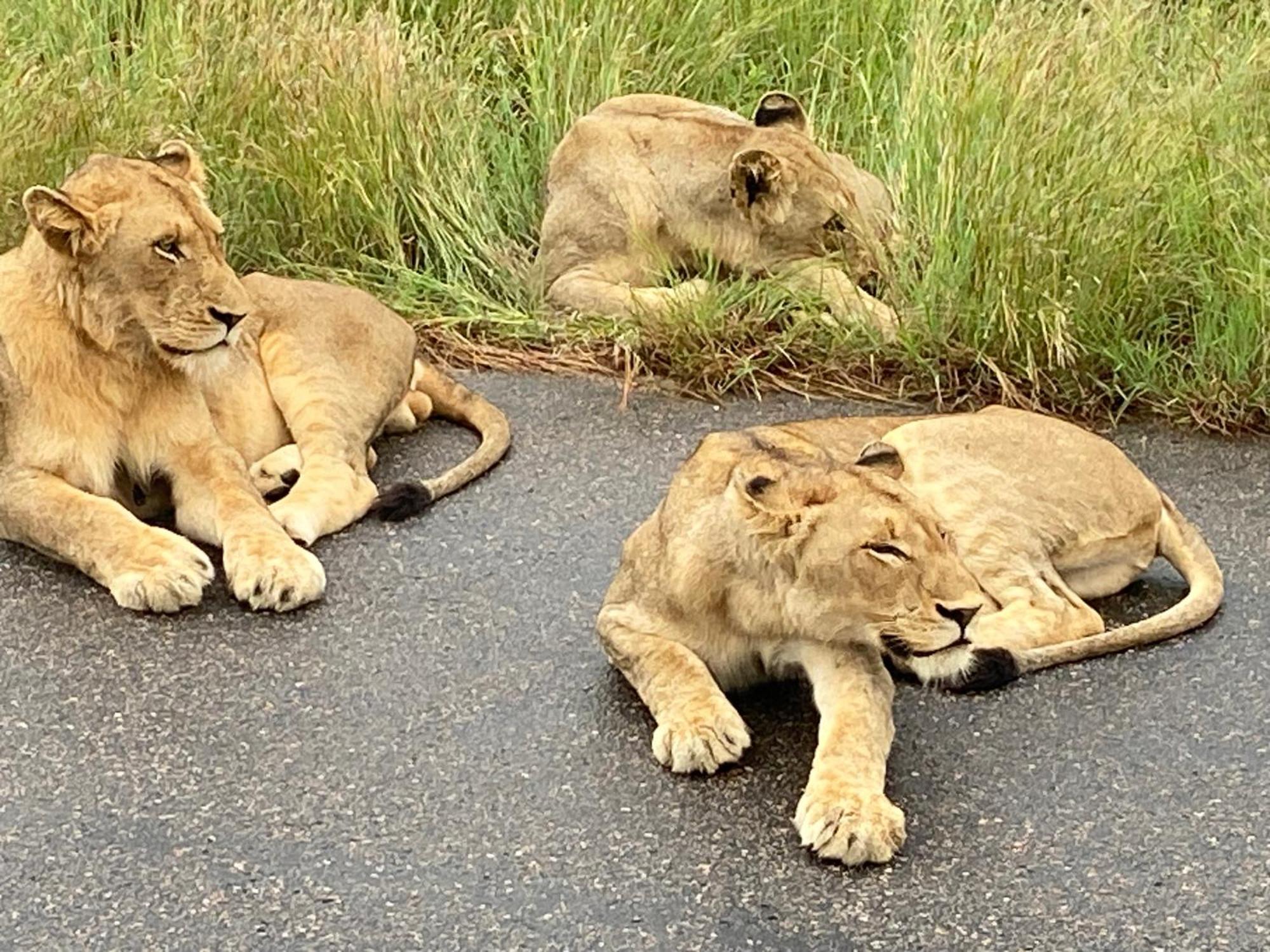Kholiwe On Kruger Lodge & Safaris Marloth Park Esterno foto