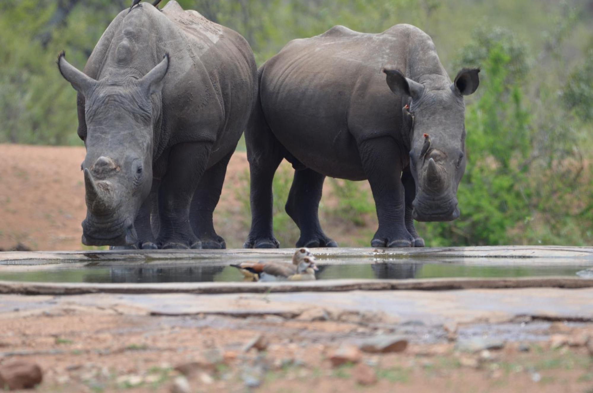 Kholiwe On Kruger Lodge & Safaris Marloth Park Esterno foto