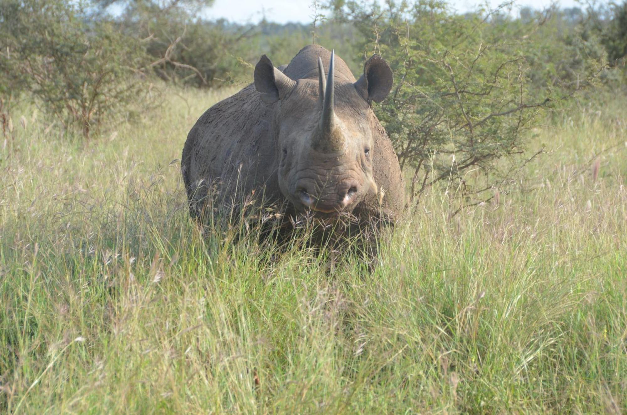 Kholiwe On Kruger Lodge & Safaris Marloth Park Esterno foto