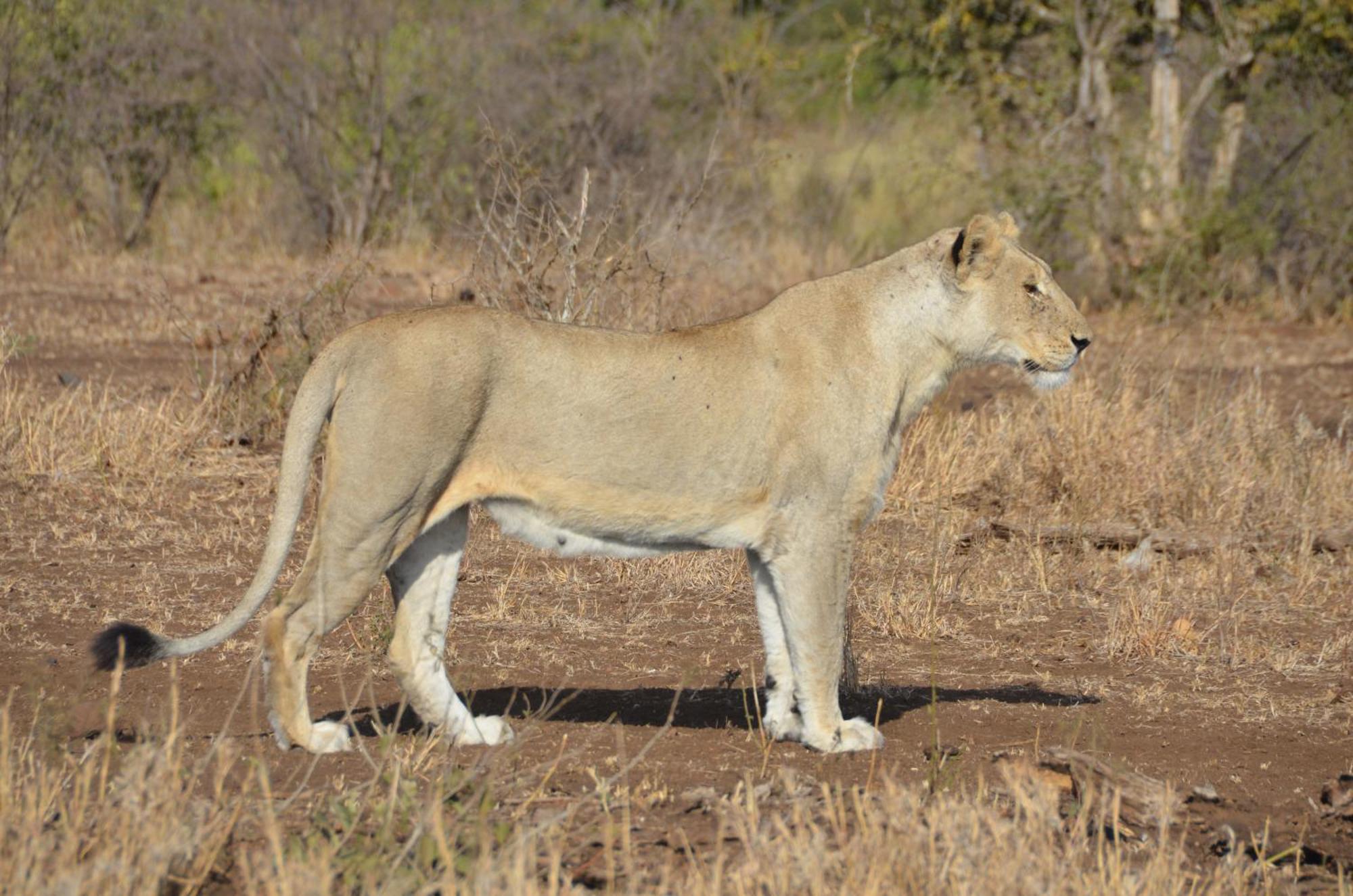 Kholiwe On Kruger Lodge & Safaris Marloth Park Esterno foto